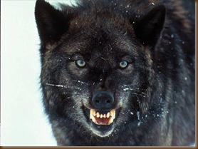Wolf Growling_and_Angry-ab